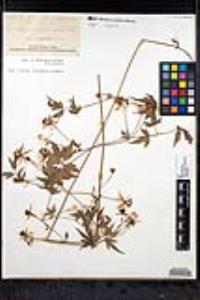 Clematis drummondii image