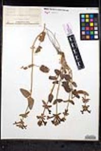 Stachys coccinea image