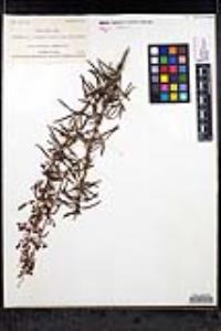 Trichostema parishii image