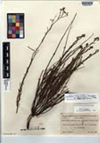 Crocanthemum scoparium image