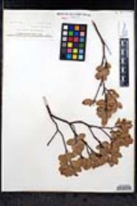 Arctostaphylos pungens image