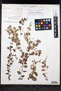 Sairocarpus pusillus image