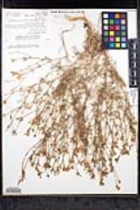 Gilia nevinii image