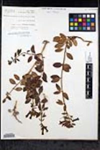 Gambelia speciosa image