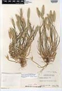 Hordeum murinum image