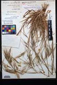 Bromus diandrus image