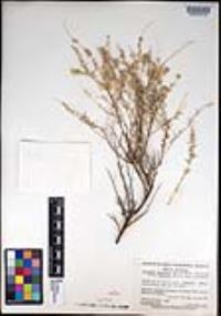 Atriplex linearis image