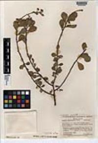 Sideroxylon occidentale image