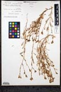 Gilia nevinii image