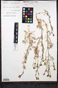 Gilia nevinii image