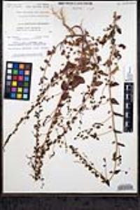 Sairocarpus pusillus image