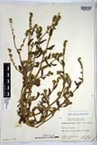 Amsinckia menziesii image