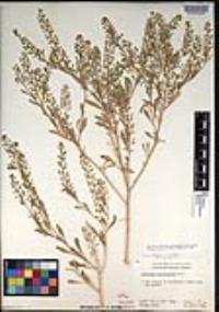 Lepidium lasiocarpum var. latifolium image