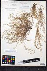 Pectocarya linearis image