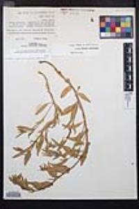 Camissoniopsis robusta image