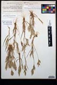 Bromus hordeaceus image