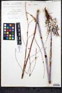 Eriogonum elongatum var. vollmeri image