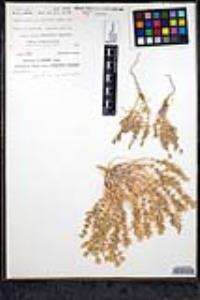 Leptosiphon floribundum image