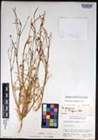 Eschscholzia parishii image