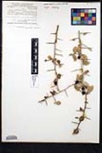 Sarcomphalus obtusifolius image