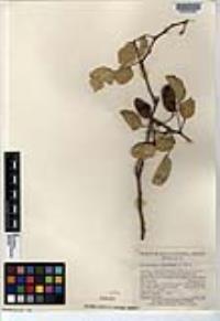 Brongniartia trifoliata image