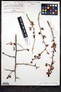 Podopterus cordifolius image