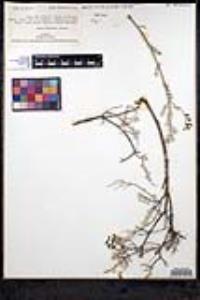 Salvia thymoides image