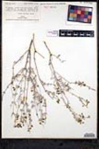 Salvia thymoides image