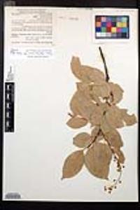 Prunus serotina subsp. virens image