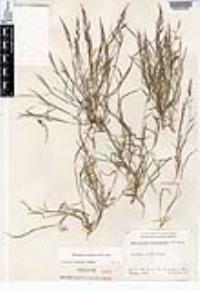 Muhlenbergia microsperma image