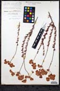 Eriogonum fasciculatum var. flavoviride image