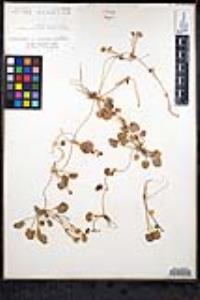 Ranunculus cymbalaria image