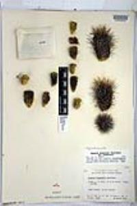 Cylindropuntia bigelovii image