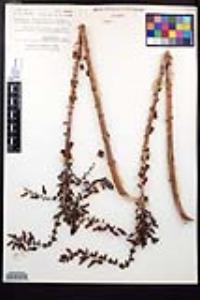 Dudleya pulverulenta subsp. pulverulenta image