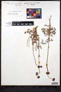 Salvia columbariae image