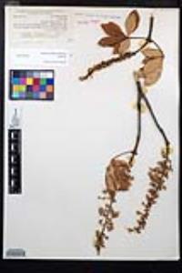 Aesculus parryi image