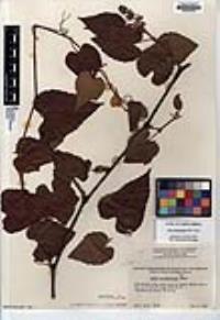 Vitis peninsularis image
