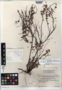 Helianthemum glomeratum image