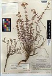 Leptosiphon nuttallii var. nuttallii image