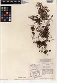 Oxalis corniculata image
