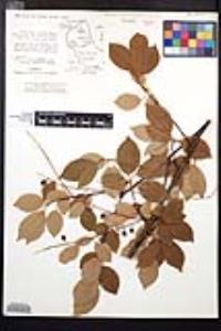 Prunus serotina subsp. virens image