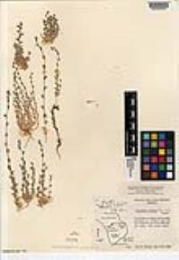 Triodanis perfoliata var. biflora image