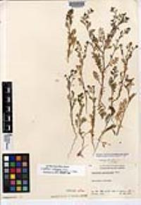 Lepidium oblongum var. insulare image