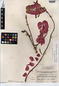 Ipomoea bracteata image