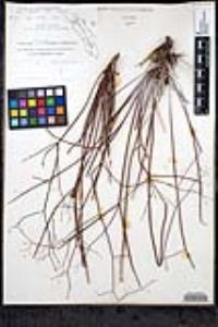 Eriogonum inflatum image
