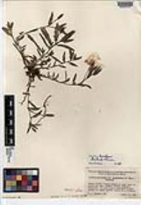Oenothera breedlovei image