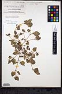Erythranthe floribunda image