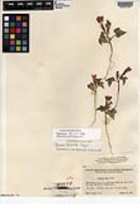Ipomoea nil image