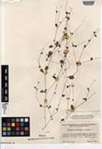 Drymaria gracilis subsp. carinata image