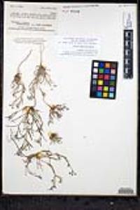 Johnstonella grayi var. cryptochaeta image